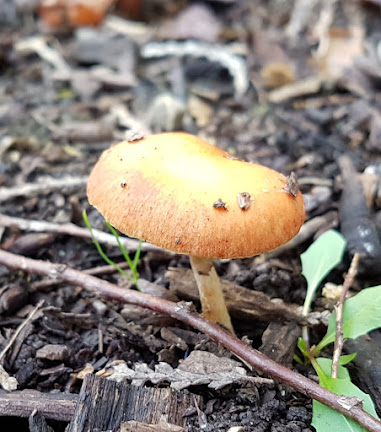 Pilz im Garten