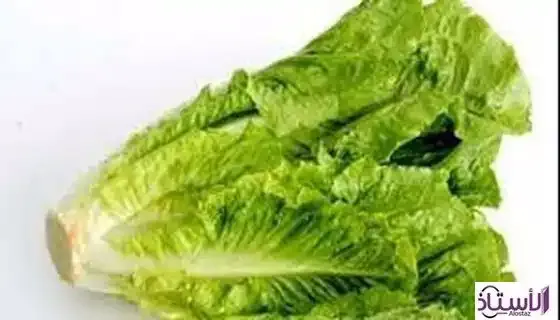 American-lettuce-amazing-benefits-you-will-not-expect