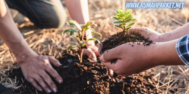 Manfaat Pohon Rasamala Untuk Reboisasi