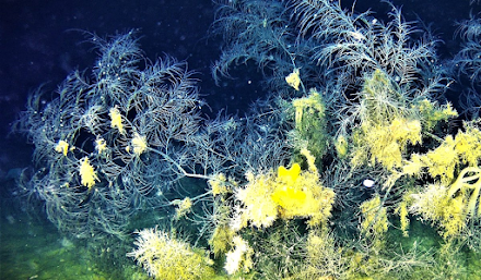 Σημαντική ανακάλυψη : Εντοπίστηκε δάσος μαύρου κοραλλιού στο Αιγαίο