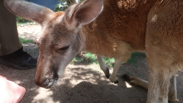 神戸どうぶつ王国 アカカンガルー