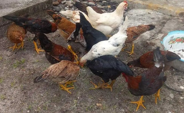 Cara Ternak Ayam Modal Kecil - Ternak Ayam Rumahan dengan Hasil Memuaskan