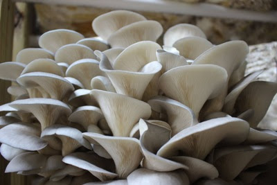 Mushroom farming training