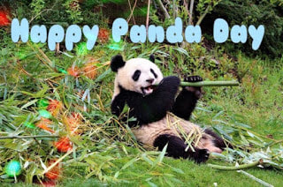 Happy panda day greeting card