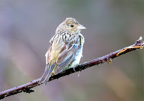 RED HEADED BUNTING-FLAMBOROUGH HEAD-EAST YORKS-27TH OCTOBER 2023