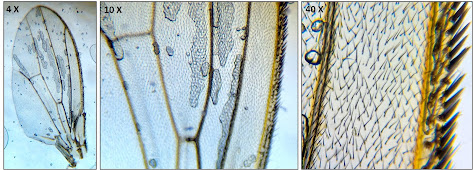 ala de mosca vista al microscopio