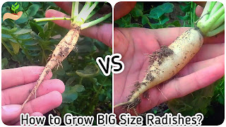 Radishes-not-forming-bulbs