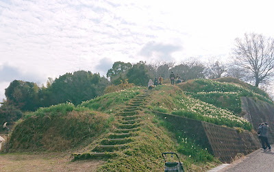 スイセンの丘(千早赤阪村)２０２１～２０２２年