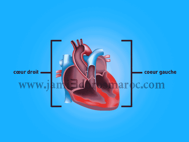 le cœur et l'activité cardiaque