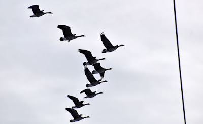 Geese at Cedar Lake