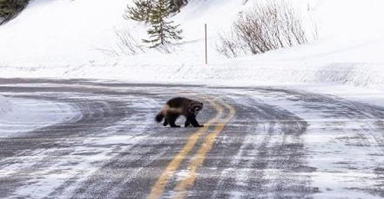 Wolverine Real - Animal Raro que inspirou X-Men foi flagrado em Yellowstone