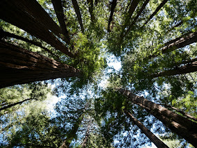 Muir Woods National Monument