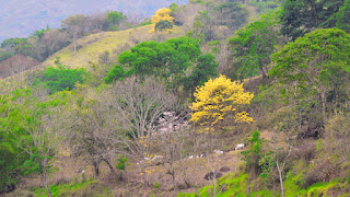 Cows rest under a flowering tree in Puriscal.