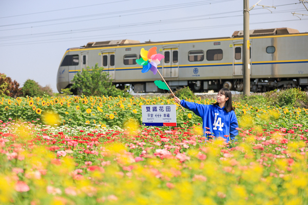 彰化社頭「雙鐵花田」花海搭配火車好好拍，入園送向日葵種籽