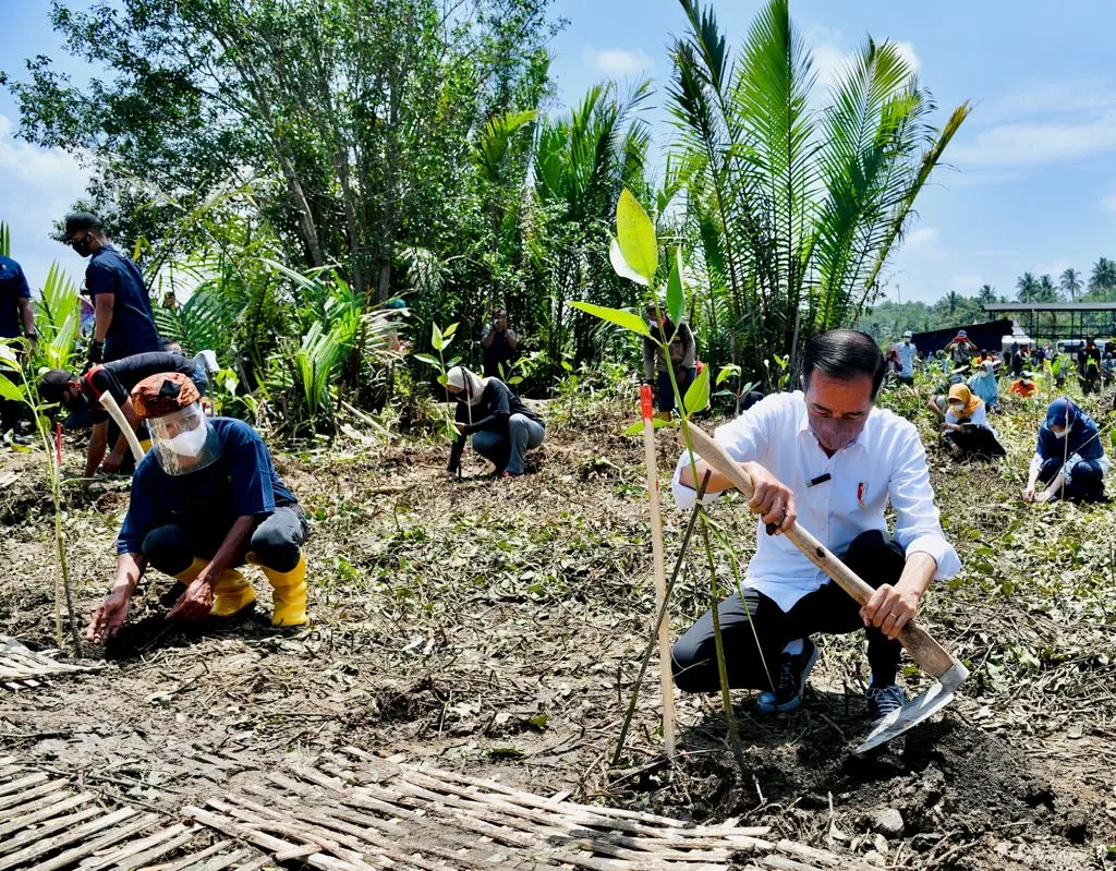 Jokowi planted mangrove at Tritih Lor Village, Jeruklegi District, Cilacap Regency, Central Java,  on September 23, 2021.