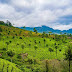 Munnar Travel Guide: Things to Do - Tourist Places