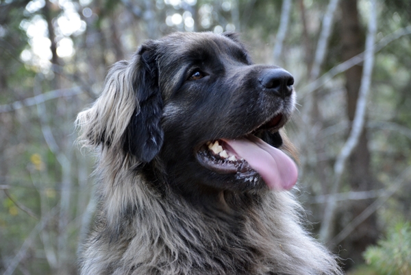 leonberger viksåsen