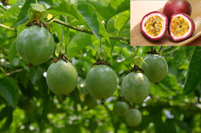 Passion Fruit