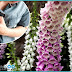 Foxglove : Known for Its Beautiful Flowers and Use in Heart Medications