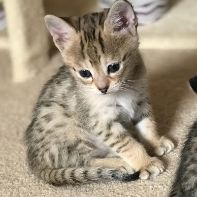 serval cat kuwait ,bengal cat kuwait ,buy cats online british cat for adoption,savannah cats for sale in kuwait,silver savannah cats for sale,f5 savannah cats kuwait,kittens for sale in dammam,cats for sale in khobar