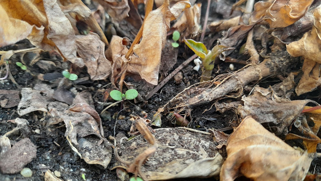 Cuaderno de campo de una Jardinera día nº 5: "Limpieza invernal en vivaces".