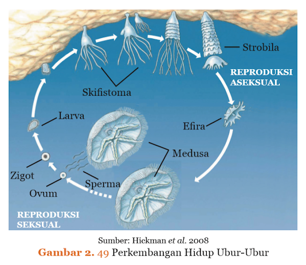 Gambar Perkembangan Hidup Ubur­Ubur