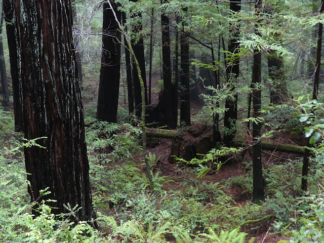 8: trees cut off before they die