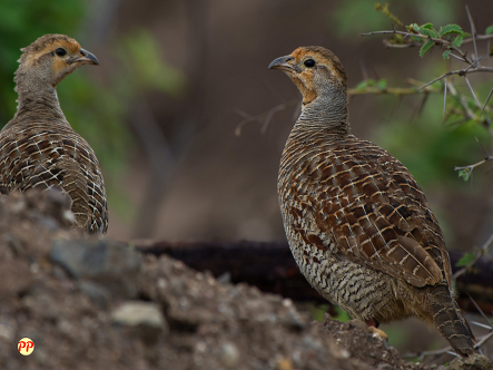 Update Harga Burung Puyuh Petelur Dewasa & Anakan (DOQ) di Pasaran