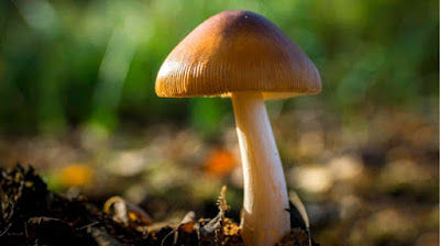 A mushroom is a fruiting body of a fungus. It bears spores.