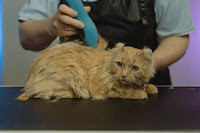 Monitoring and disposal of diseases in cats