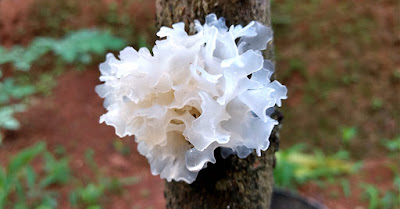 Key active constituents of Snow Mushrooms