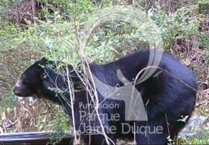 Oso de anteojos que se escapó de la reserva Wakatá fue avistado en cámaras trampa