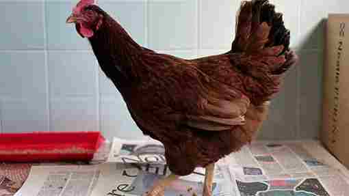 News, World, Washington, International, Animals, Wandering hen taken into custody at Pentagon security area