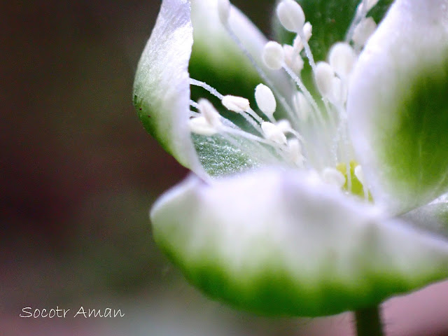 Anemone flaccida