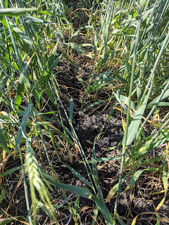 wheat soil cracks 1