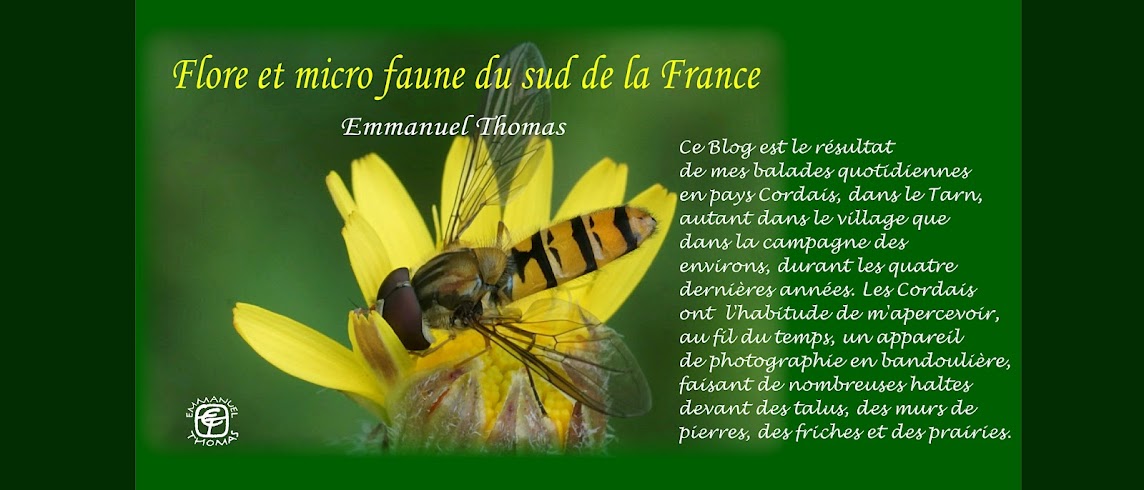 Flore et micro faune du sud de la France