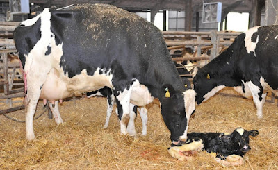 Feeding strategy in dairy cows after calving