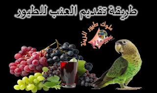 طريقة تقديم فاكهة العنب لطيور الزينه