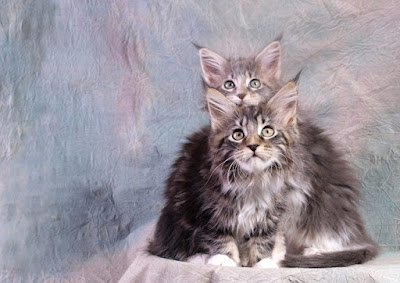 chatons main coon