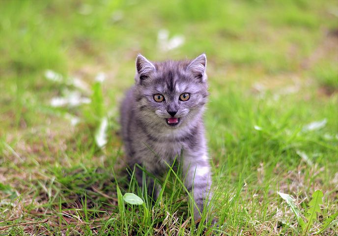 Beautiful Cats Pictures wallpapers