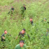 Tinjau Lokasi Latihan Perang Di Tor Sihite, Prajurit Kodam I/BB Temukan Ladang Ganja 