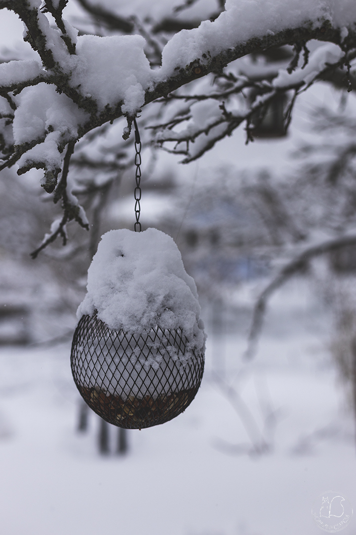Oravankesäpesä siirtolapuutarha talvi lumi lintujen ruokinta lintulauta
