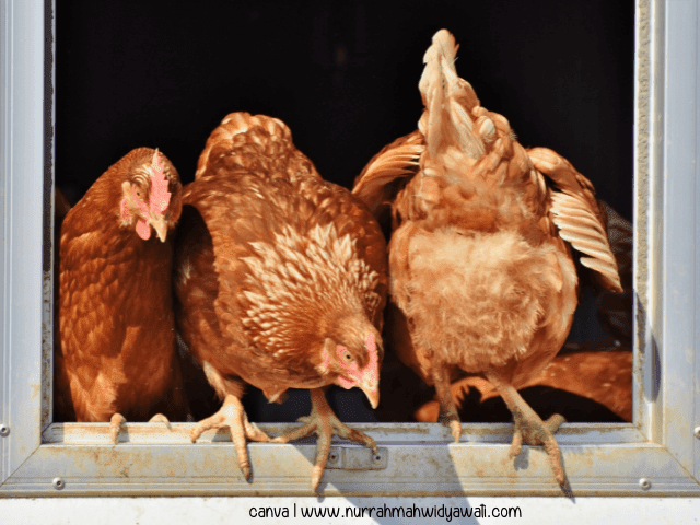 tips merawat ayam petelur