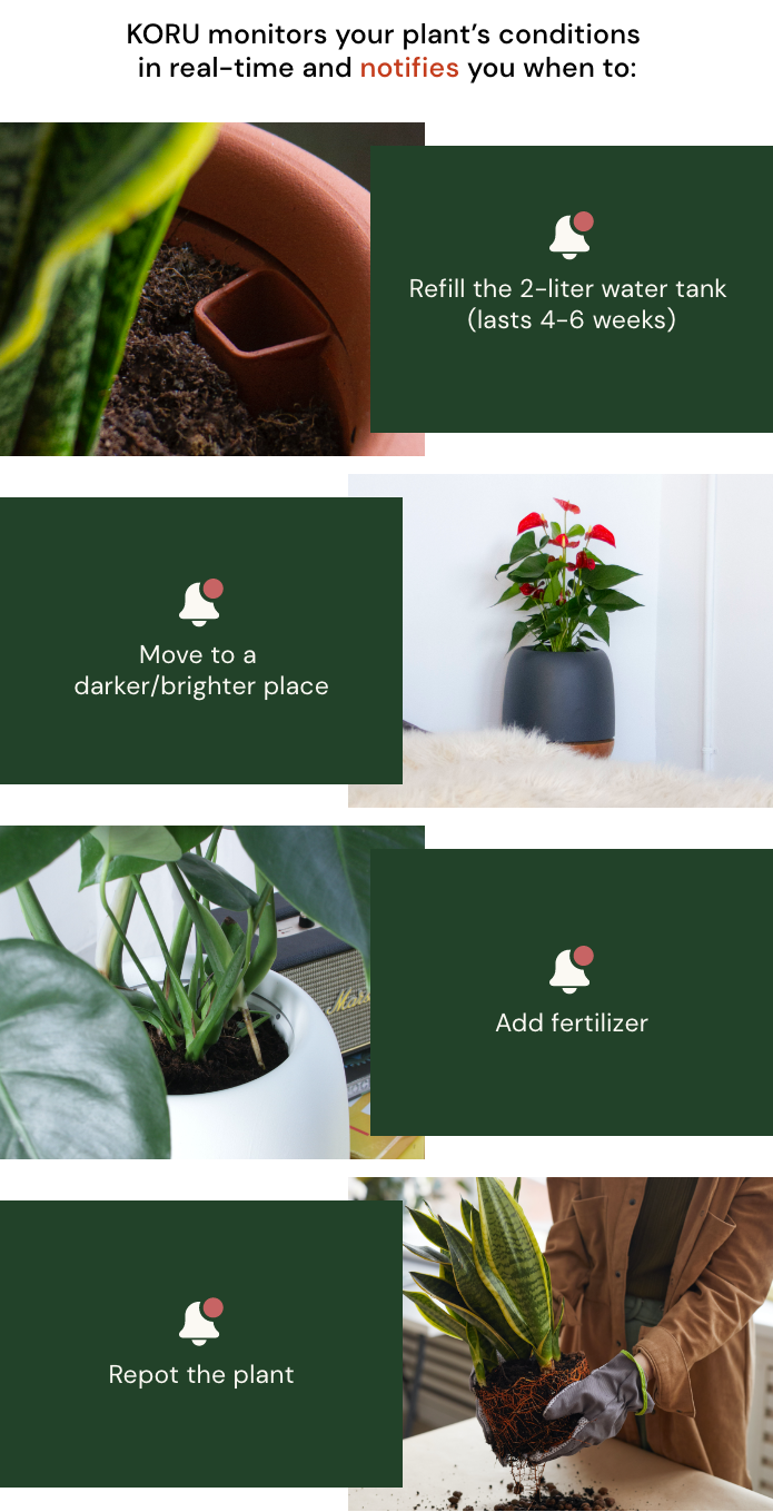 KORU  Purify Your Air & Grow Healthy Plants - Indiegogo