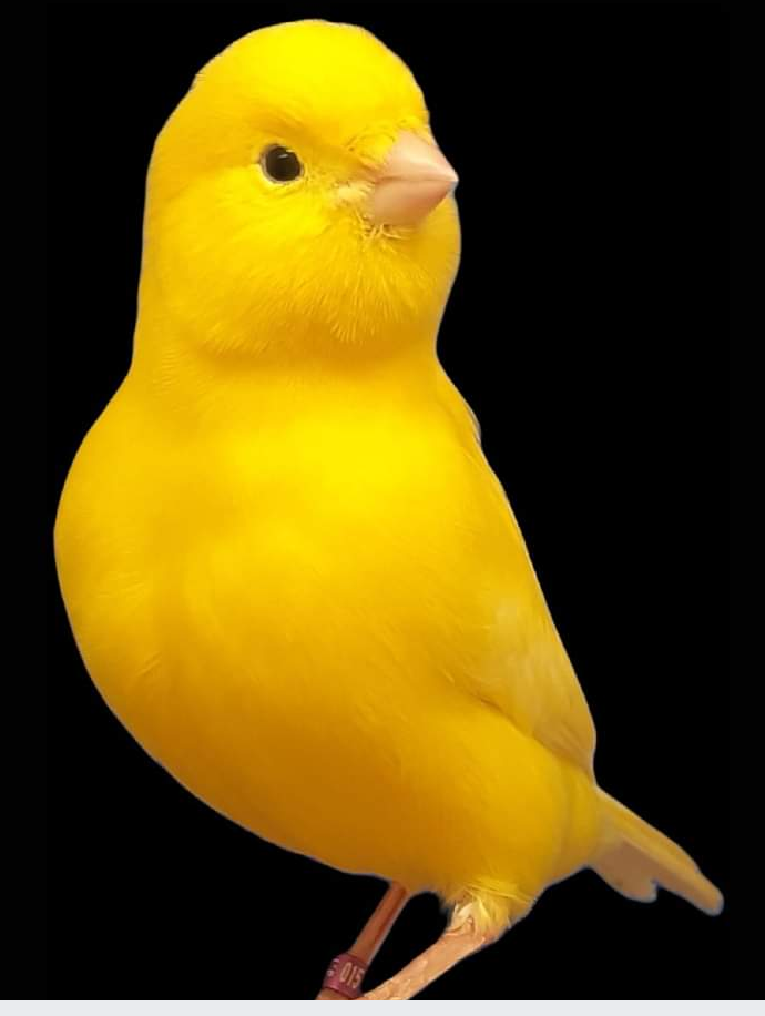  Aviario El Amarillo 