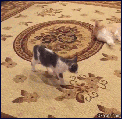 Funny Cat GIF • Cat nos is just a nose. Weird cat with nose in a hole [ok-cats.com]