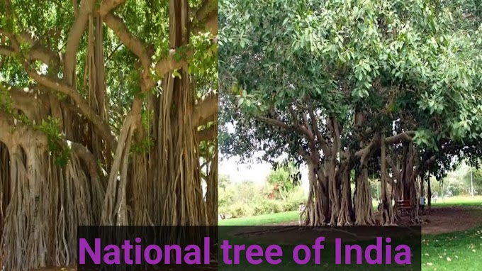 national tree of india-banyan tree