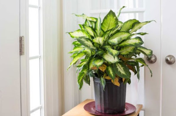 easy plants to take care of indoors