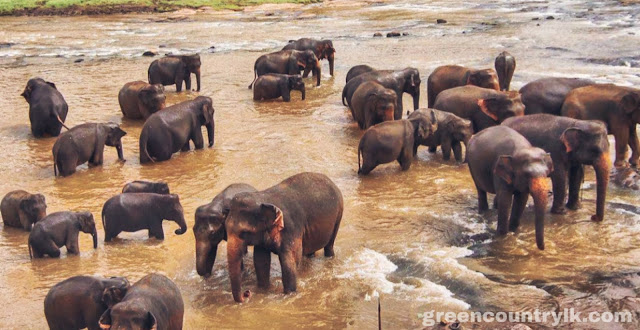 How many Elephants are living Pinnawala elephant orphanage , Lot of Elephants Bathing picture, Ma Oya Elephants Bathing, Baby Elephants Bathing, Bunch of Elephant