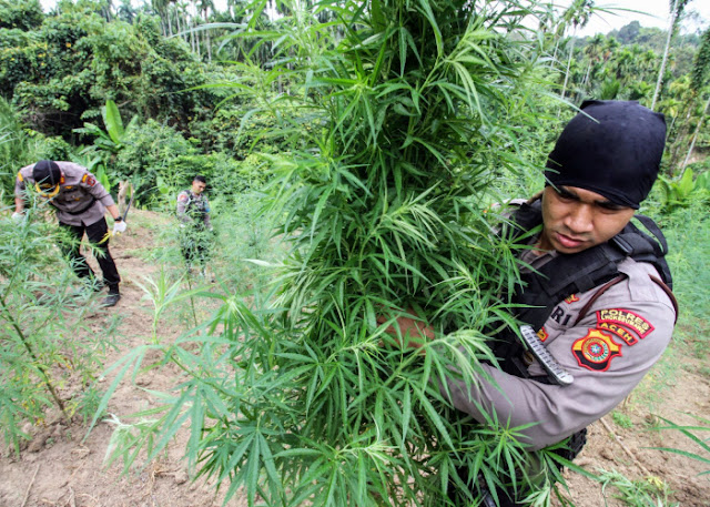 Pemain Lintas Provinsi Seludupkan Ganja 224Kg  Asal Aceh 